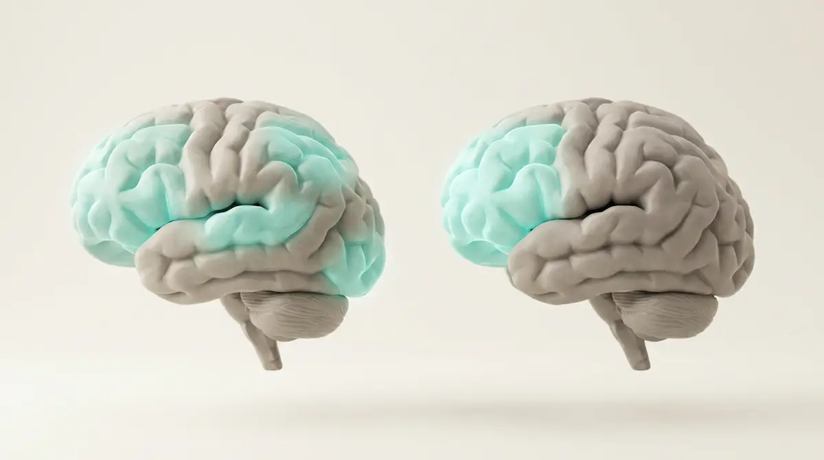 Two brains side by side. In the first, three reading areas glow. In the second, only the front area glows.